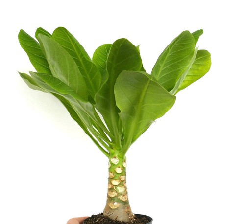 Brighamia insignis - RARE HAMAIIAN PALM - Picture 4 of 4