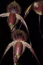 Paphiopedilum Wossner Black Wings #M (rothschildianum FCC/AOS x anitum)