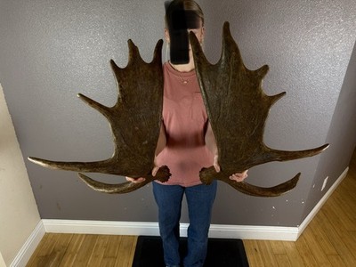 Moose Antler Shed SET Matched Horns Sheds Mount Carving Wild Idaho Decor