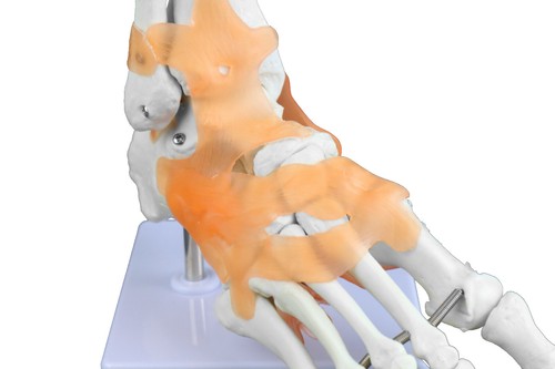 Parco Scientific PB00047 medizinischer rechter Fuß und Sprunggelenk mit Bändern - Bild 6 von 7