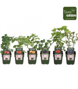 10 Pezzi - Vaso Tondo 16 X 16  3 Litri  | Vasi Per Piante Da Orto E Giardino Vasi Tondi Con Fori 88611023