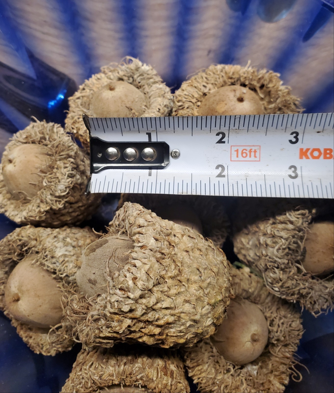 48 Burr Oak Tree Acorns ~Quercus Macrocarpa