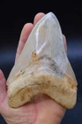 A20,   HUGE!   5.7" JAVAN MEGALODON SHARK TOOTH, BEST VALUE MEGS ,U.K