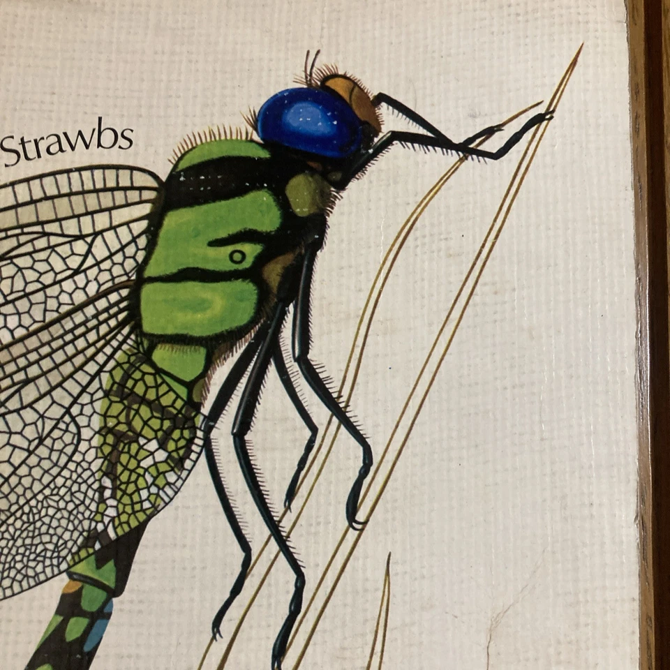 Strawbs - Dragonfly Vinyl LP (1970, A&M 1st Press, VG+/VG) - Image 3 of 4