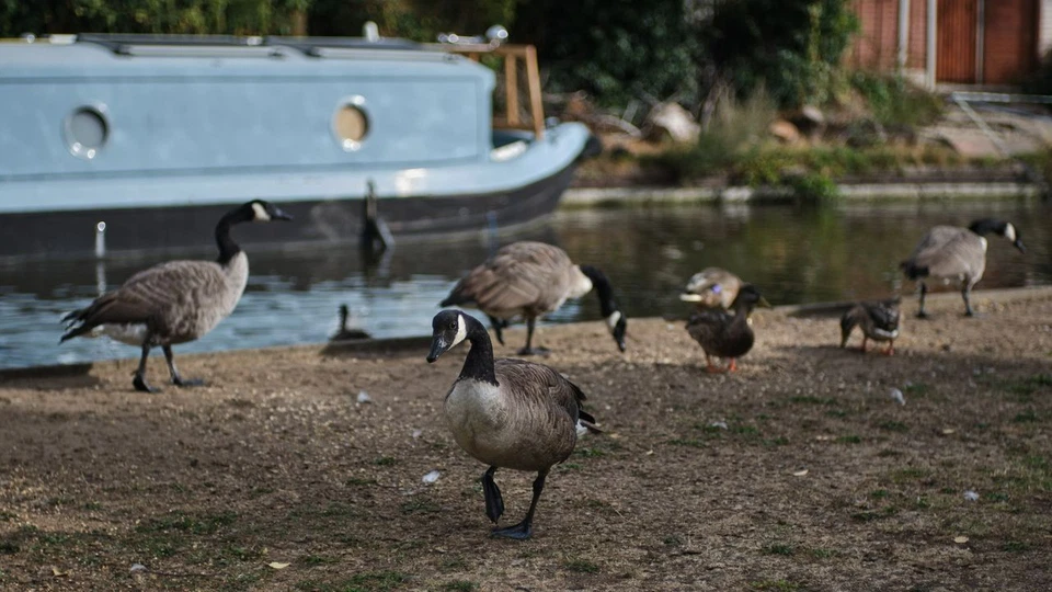 7artisans 35mmf/1.4 (APS-C) Manual Portrait Lens for Canon Mirrorless EOS-M EF-M - image 3 of 4