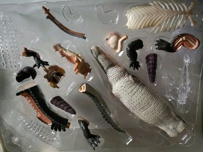 Revell X-ray Anatomy Model ''crocodile model - Skelett-Modell Krokodil