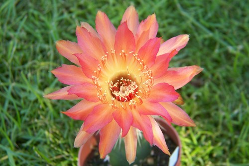 Echinopsis Hybride Echinopsishybride " Cheetah " 1,8cm x 2,1cm