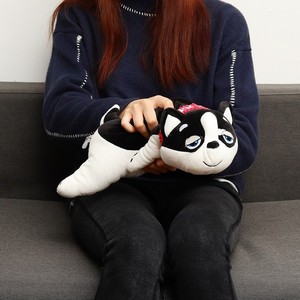shiba teddy