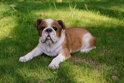 Lying Bulldog Statue Dog Decor Lifelike Garden Decor Yard Porch Home Display