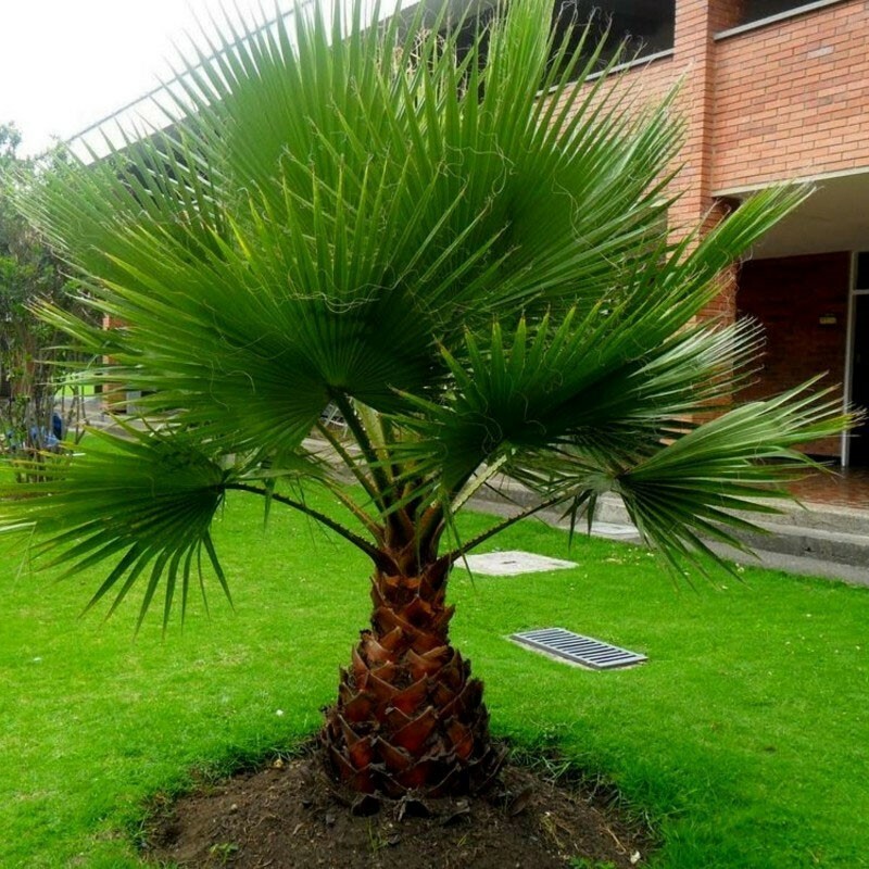 ワシントンヤシ フィリフェラ　Washingtonia filifera Washingtonia filifera | California Desert Fan Palm