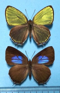 Chrysozephyrus ataxus Male&female Shiga Japan