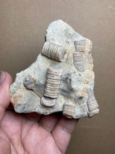 218g Cambrian period Crinoid Geologic rock specimen - Picture 1 of 16