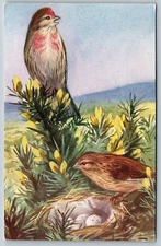 LINNET painting MEDICI BIRD SERIES Eileen Soper c1910 nest eggs UNP Postcard A46