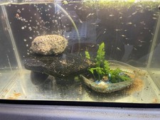 Mix Fancy Guppy Fry - 60+ Pond/Tank Raised , healthy little ones.  SALE - *read