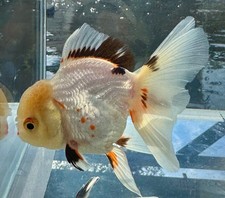 thai oranda goldfish High Quality