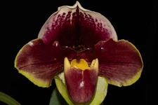 Paphiopedilum (Cali Charm x Christmas Robe) #1, in bud