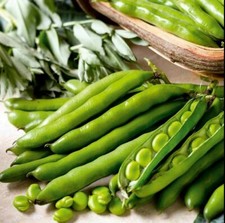 Broad Bean 'Aquadulce Claudia' – 50 Hardy Seeds for Autumn & Winter Sowing