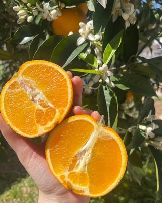 30++ Valencia Orange Fresh Seedss (Citrus sinensis) Sweet Orange