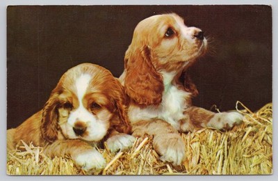 Vintage Puppies Postcard by Mike Roberts Berkeley CA C6798