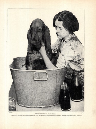 1930s Antique Bloodhound Print Vintage Bathtub Bathing Dog 6542d