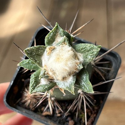 A1-1457 Cactus hybr (sc x fiss) F2, grafted