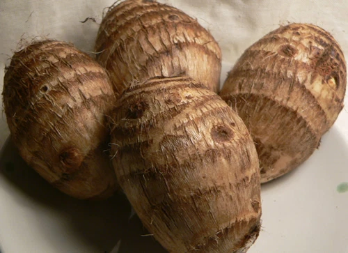 TARO - Fijian Beauty - Delicious and High Yield Variety - 1 Small Plant - Image 4 of 4