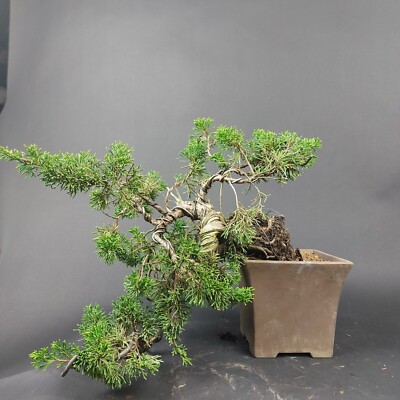 bonsai baum set selber pflanzen 6 Bonsai zum Selberziehen – Komplettes Bonsai Set main image 1