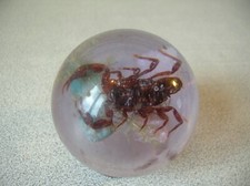 Inclusion boule sphère en résine avec scorpion et pierre des années 70 de 5 cm