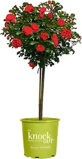 3 Gallon the Double  Tree® Rose Plant with Vibrant Cherry Red Blooms