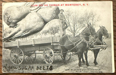 POSTCARD Monterey NY c1914 Comic Greetings ''SUGAR BEETS'' Exaggeration