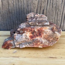 6 OZ UTAH Raw Rough PETRIFIED FOSSIL WOOD Log 4” BUD BARK HOLES CRYSTL WAVE SCAR
