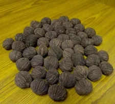 BLACK WALNUTS 1 LB Seed Nuts Fresh 2025 Harvest Naturally Farm Grown in Missouri
