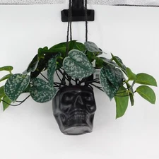 Ashland Halloween Black Skull Hanging Planter Scindapsus Faux Plant Decor New