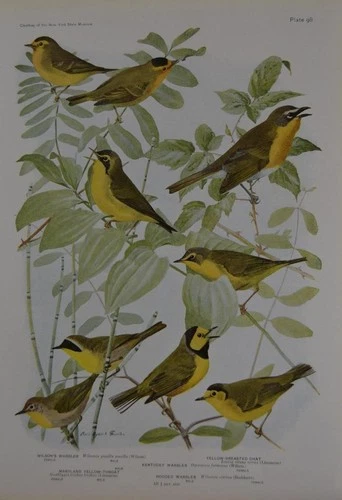 Antique Bird Art Ornithology Birds of New York Kentucky Warbler 1923