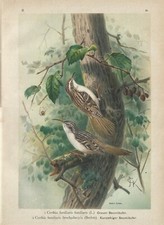 Stampa antica UCCELLI RAMPICHINO Certhia familiaris Naumann 1897 Antique print