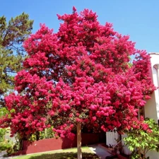 CRAPE MYRTLE TREE SEEDS Crepe (Lagerstroemia Indica) Fast Lilac Flower Plant