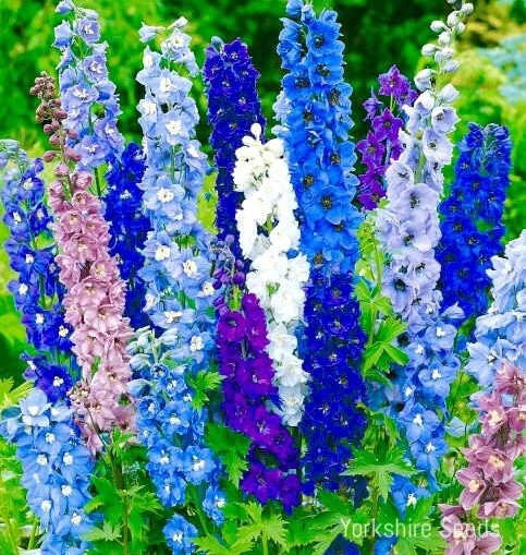 180x Delphinium Pacific Tall Mix Seeds - Perennial Flower | eBay