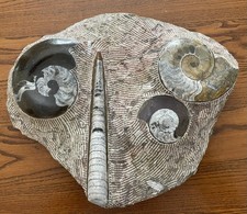 Polished Fossil Table, Seashells  AMMONITES & ORTHOCERAS, 10 Lbs - 13