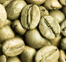 20 Arabica Coffee Seeds Coffea Arabica Grow Your Own Coffee