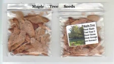 Maple Tree  Great Tree to Plant for Shade 25 Seeds USA Seller