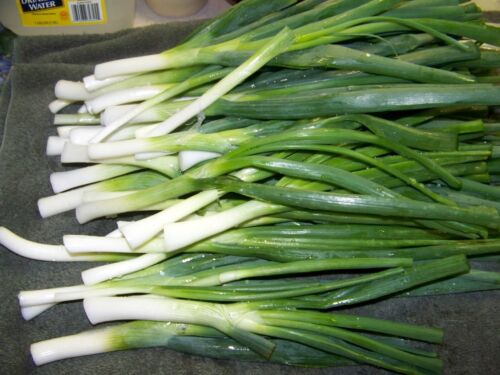 Frühlingszwiebel - White Lisbon Spring Onion 100+ Samen - KNACKIG und FEIN R 044 - Bild 1 von 1