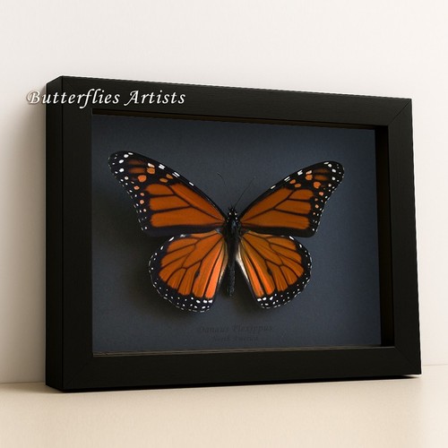 Monarchfalter Danaus Plexippus XL Taxidermy echt gerahmt Entomologie Shadowbox