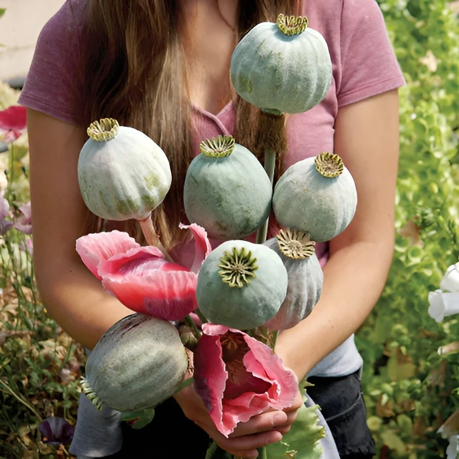 Echter Schlafmohn 1000 Frische Samen- Papaver Somniferum - Blaumohn Poppy Seed E - Foto 12