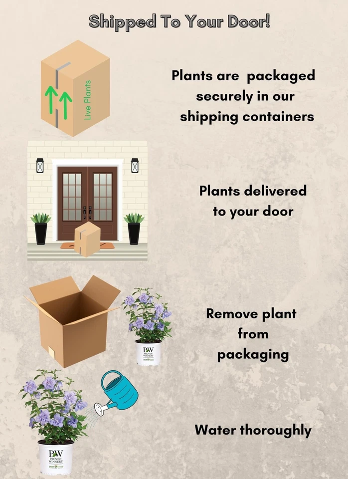 Arbusto de hibisco de gasa azul de 2 galones probados ganadores Foto 3 de 4