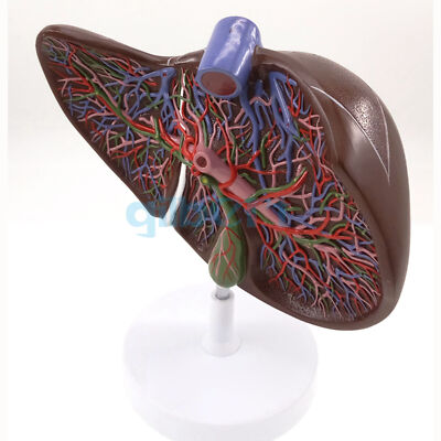 Human Liver Medical Anatomy Model 1.5X Life Size With Vessel Simulation Display 