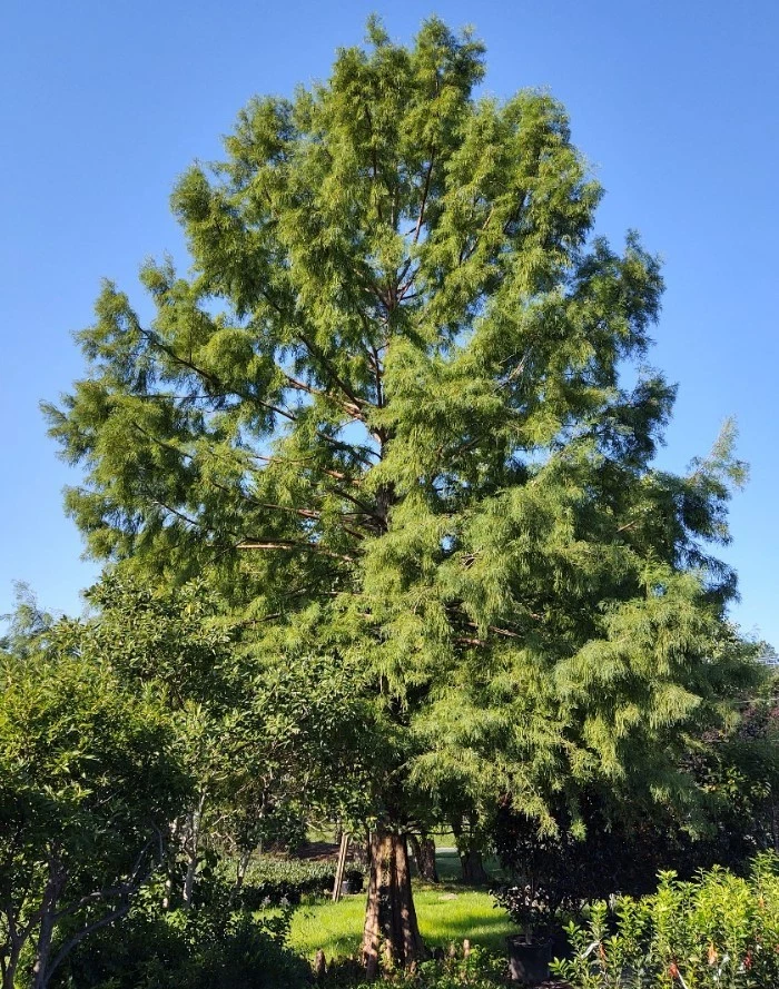 Juego 2 Cipreses Calvos - 12-16" de Alto - Sin Maceta - Taxodium Distichum Tree Foto 4 de 4