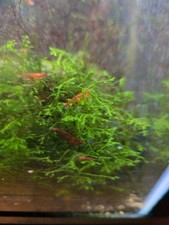 Red Freshwater Shrimp for Tropical Planted Aquarium, Beginner Friendly