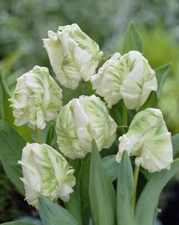 Super Parrot Tulip Bulbs for Planting