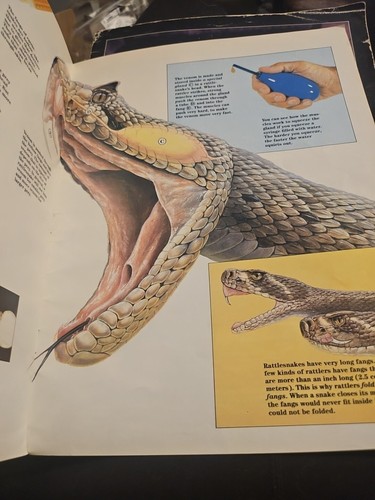 Zoobooks Spiders March 1988 And Rattlesnakes August 1989 - Imagen 12 de 14