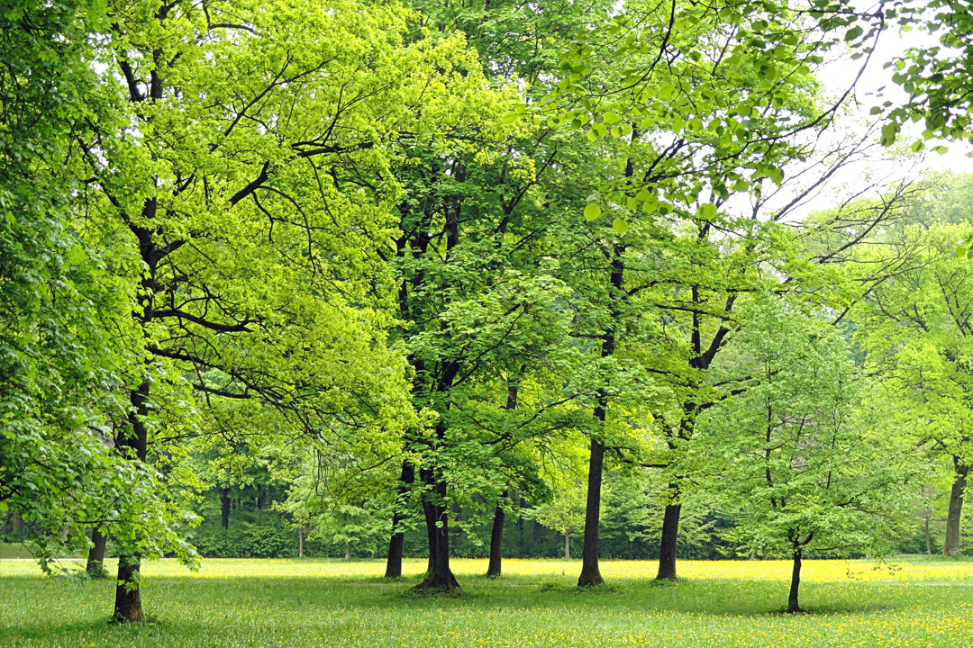 【大幅値下げ】EXID ポスター Summer Woods Laminated Green Trees Lawn Art Wall Room Poster